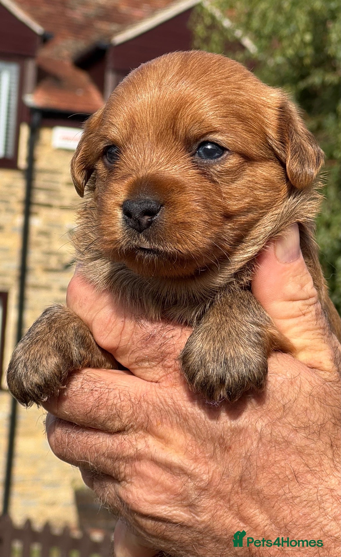 Jack Russell dogs 2 x Gorgeous Hairy, Health Tested Home Bred pups - Advert 2