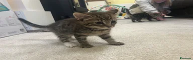 Kitten 2 