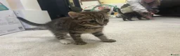 Mixed Breed cats for sale: Beautiful Baby Girl kittens - Advert 21