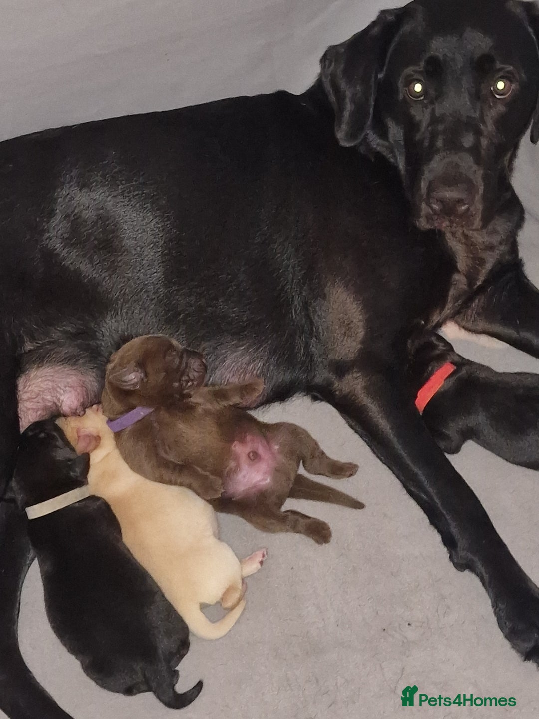 Labrador Retriever dogs for sale: Working Labrador puppies - Image 6