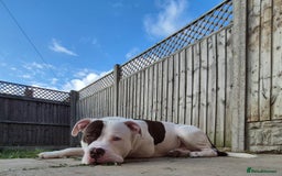 Mixed Breed dogs for sale: ACE staffy cross american bull dog - Image 4