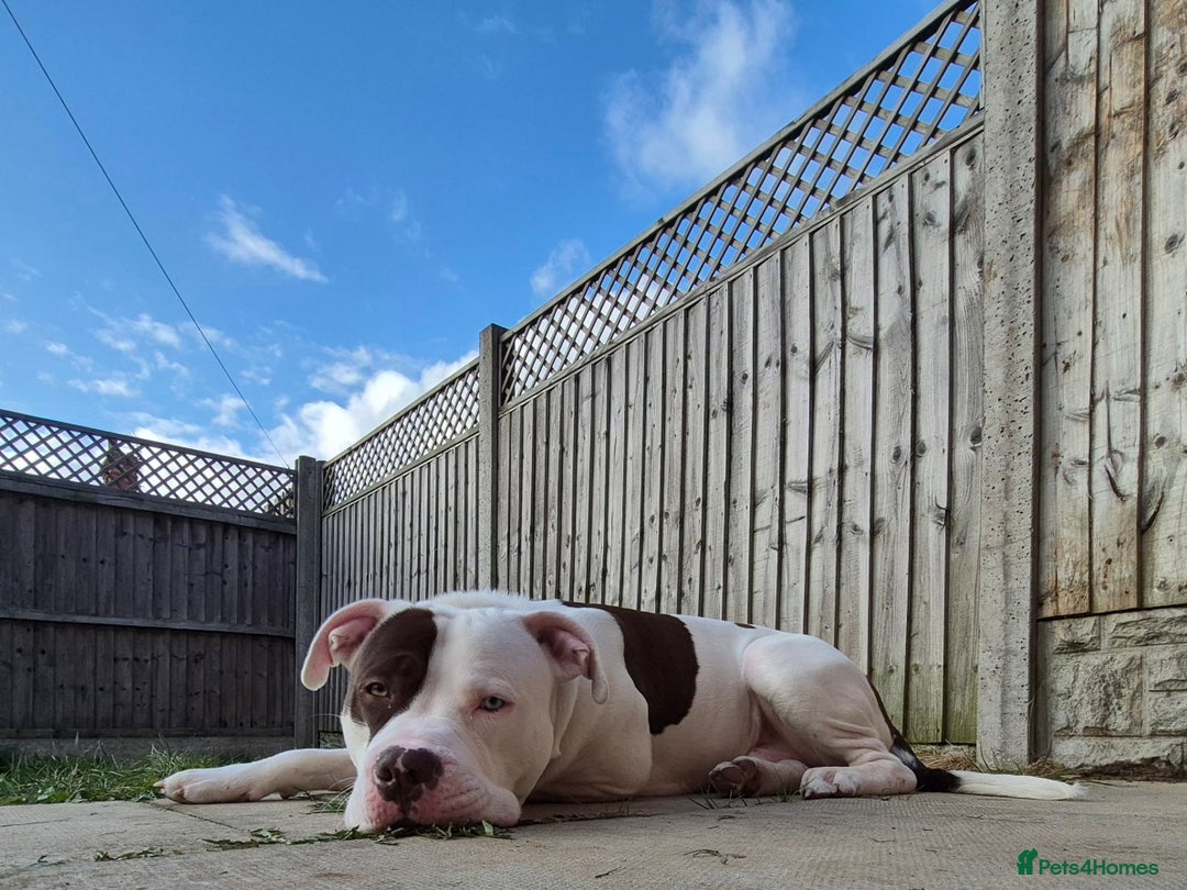 Mixed Breed dogs for sale: ACE staffy cross american bull dog - Image 4