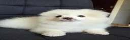 Pomeranian dogs for sale: Beautiful pomeranian  puppies ready to go - Advert 2