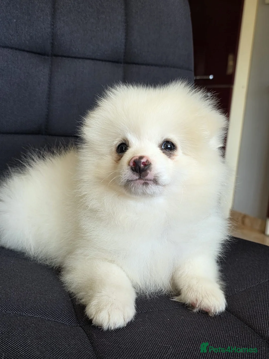 Pomeranian dogs for sale: Beautiful pomeranian  puppies ready to go - Advert 2