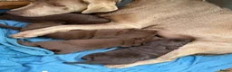 Labrador Retriever dogs for sale: Beautiful chocolate Labrador puppies  - Advert 13