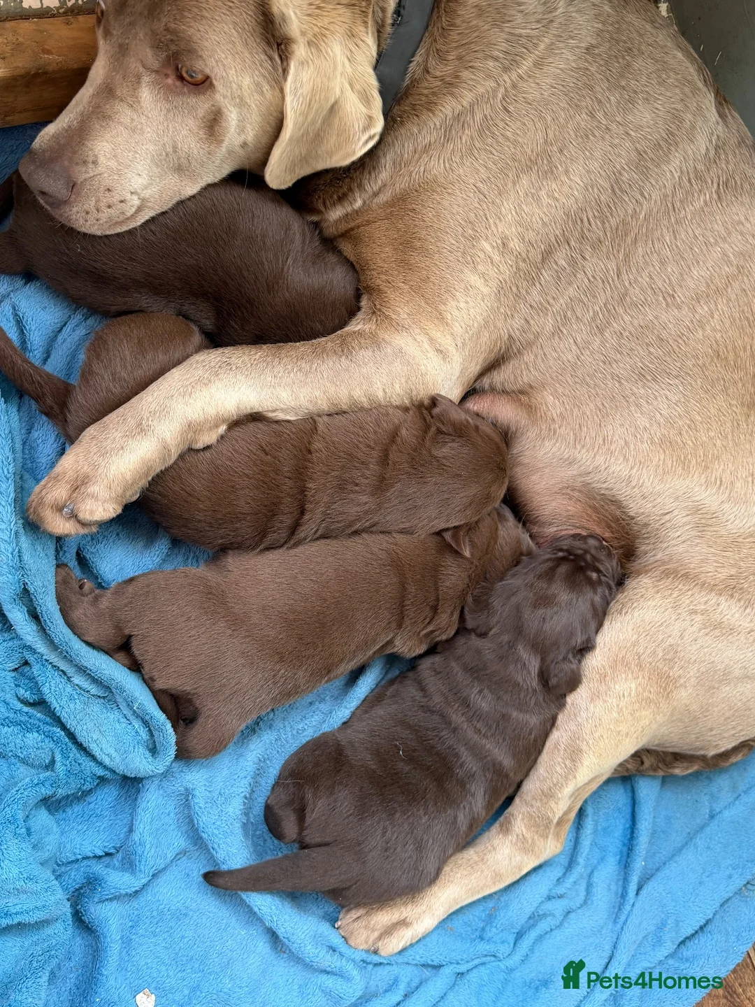 Labrador Retriever dogs for sale: Beautiful chocolate Labrador puppies  - Advert 13