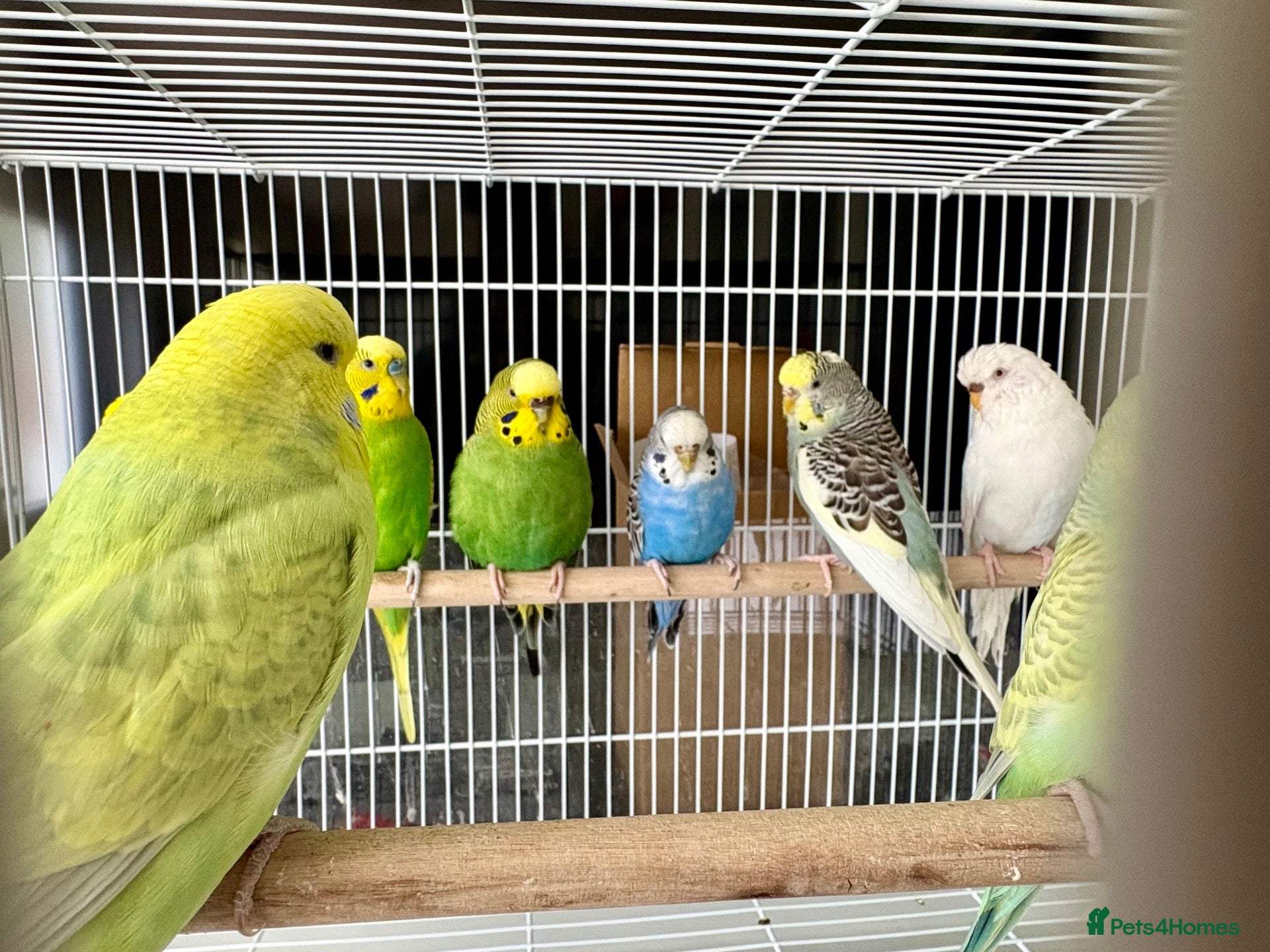 Budgerigars birds Mixed variety of Budgies For Sale - Advert 1