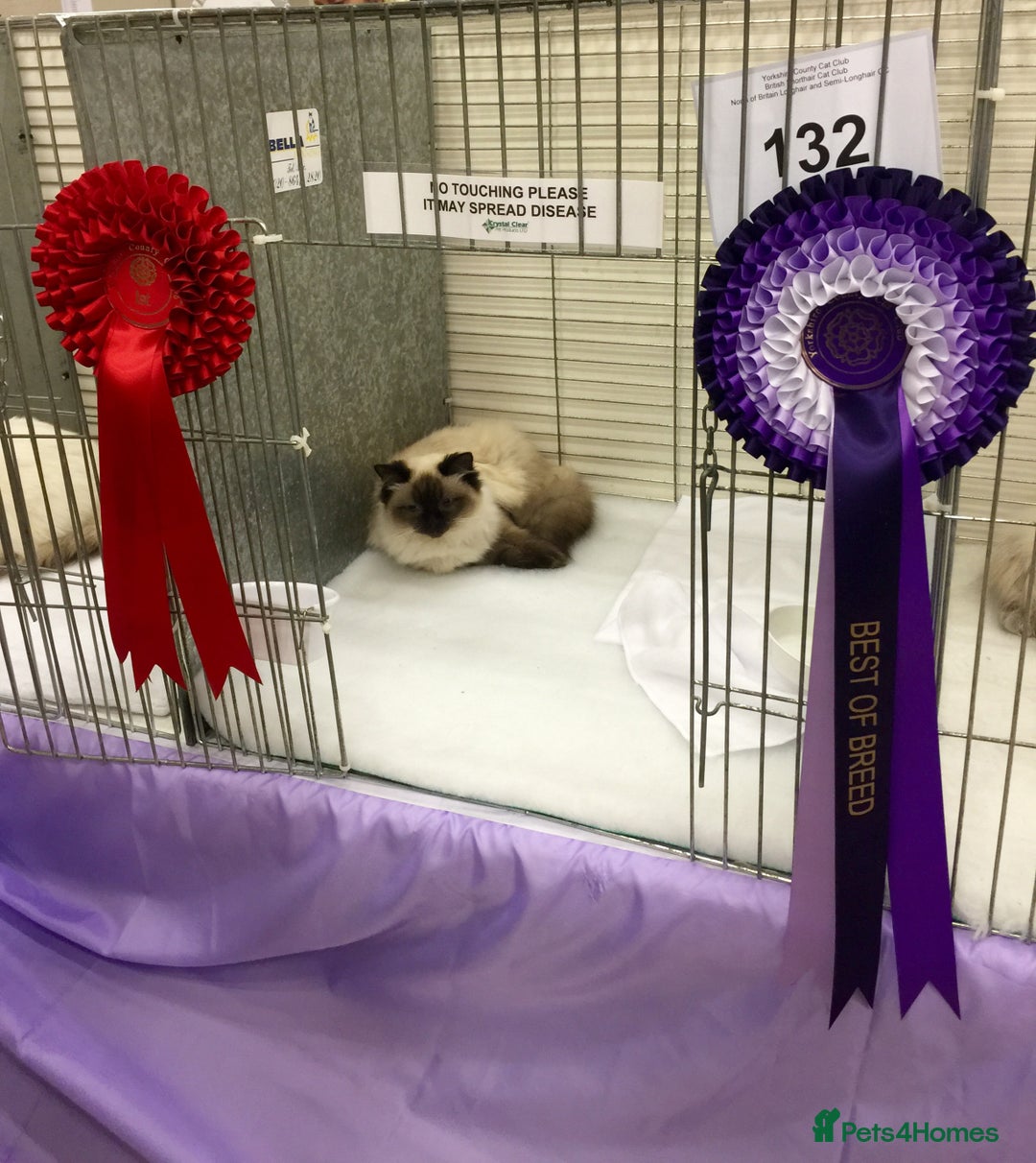 Ragdoll cats for sale: Champion sired female ragdoll ready 24 DECEMBER 💖 - Advert 2