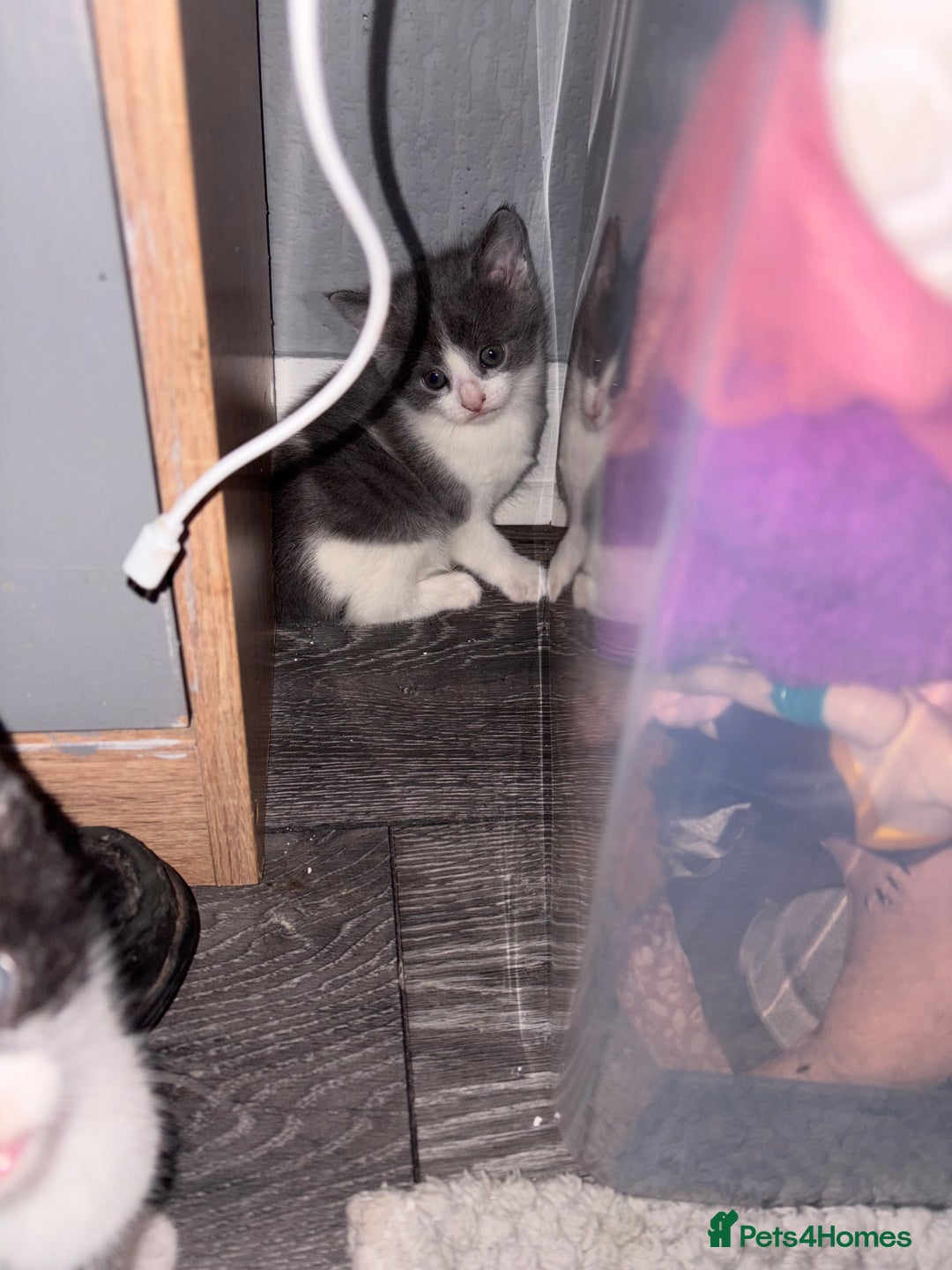 Mixed Breed cats for sale: One grey and white boy available  - Advert 3