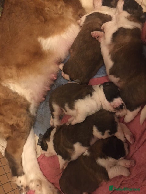 Saint Bernard dogs KC Reg Pups To Approved Homes. Health-tested line. - Advert 7