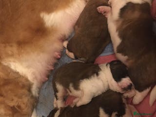 Saint Bernard dogs KC Reg Pups To Approved Homes. Health-tested line. - Advert 7