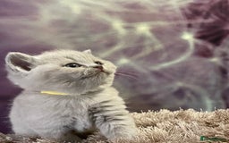 British Shorthair cats for sale: Champion Sired GCCF British Shorthair Kittens - Image 8