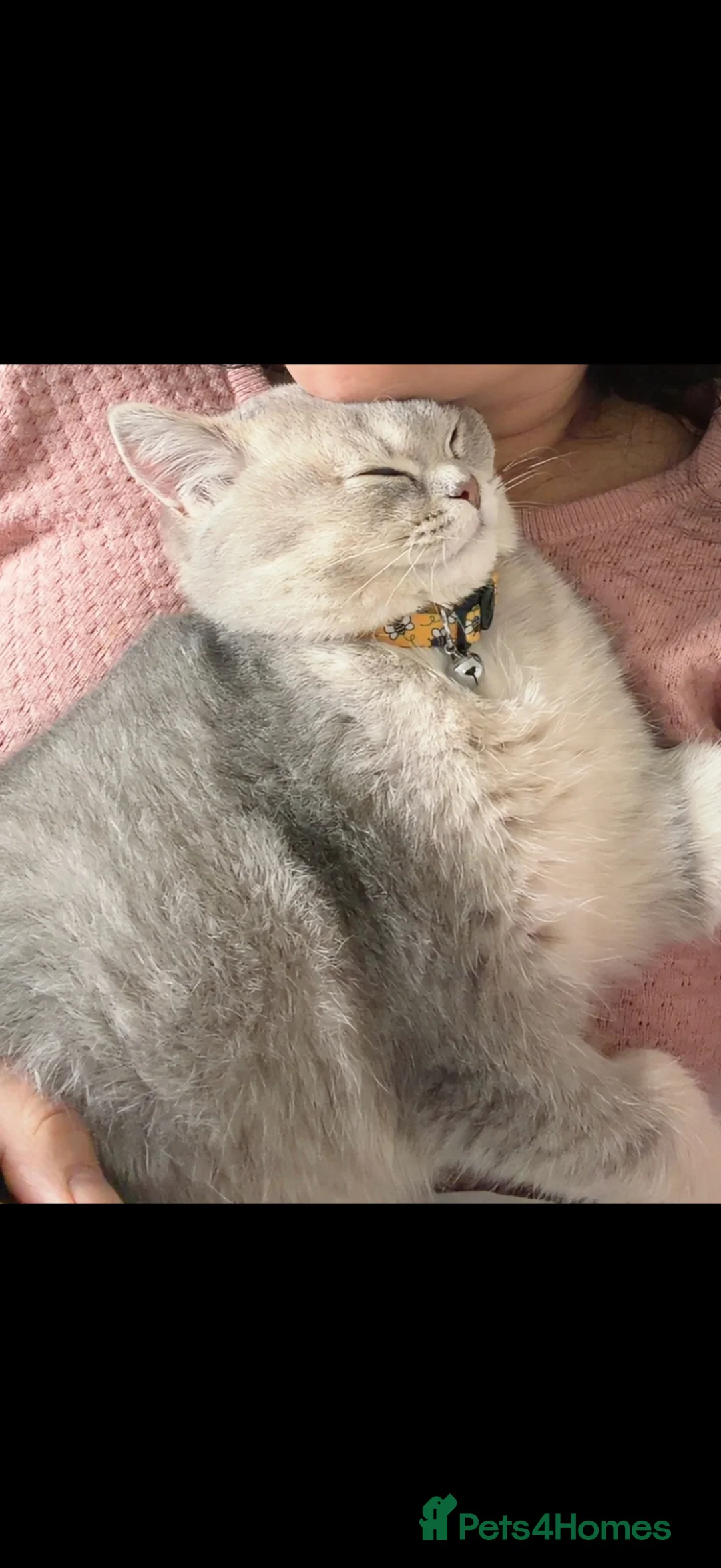 British Shorthair cats for sale: ⭐️ Blue Golden British short hair Male ⭐️  - Advert 2