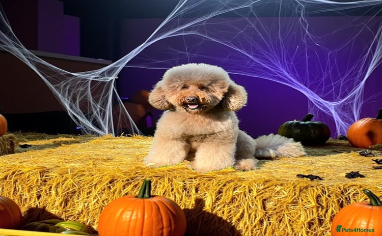 Miniature Poodle dogs in Market Drayton - Advert 12