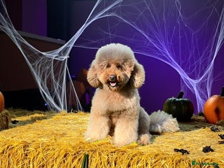 Miniature Poodle dogs in Market Drayton - Advert 10