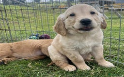 Golden Retriever dogs for sale: Beautiful KC Golden Retriever Puppies - Image 23