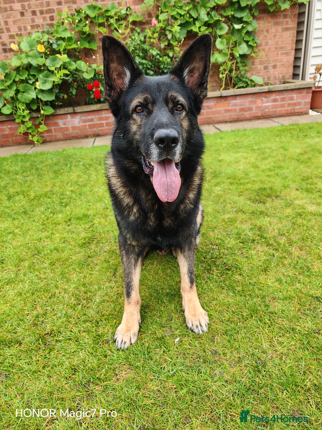 German Shepherd dogs for sale: German Shepherd puppies - Image 9
