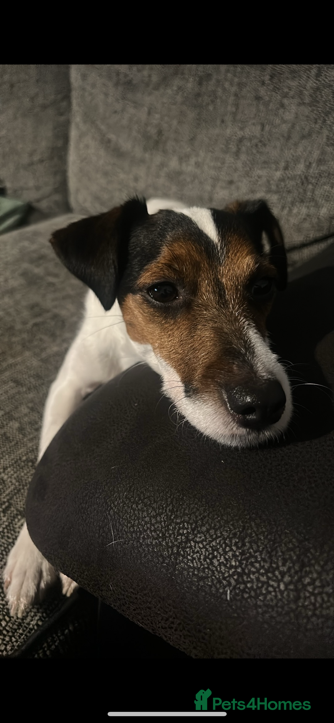 Parson Russell dogs for sale: Smudge  - Advert 3