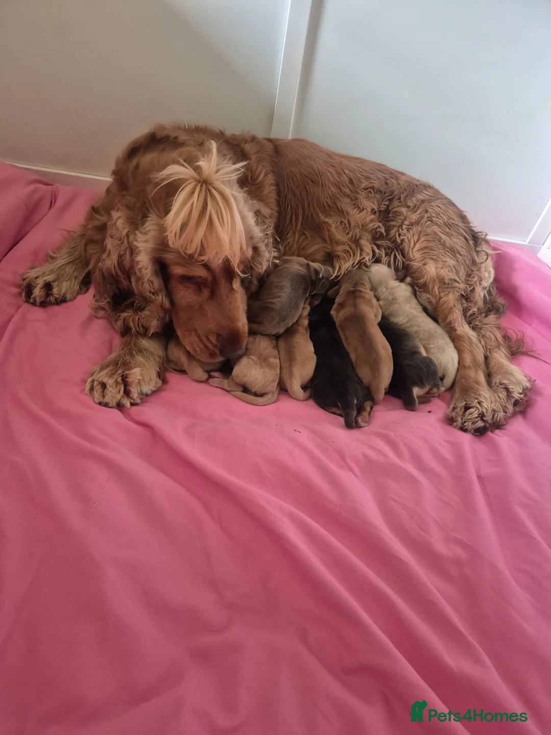 Cocker Spaniel dogs for sale: show type cocker spaniel - Advert 1