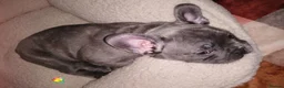 French Bulldog dogs for sale: French Bulldog puppies  - Advert 18