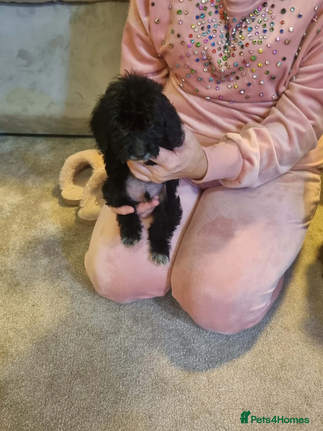 Cockapoo dogs for sale: Beautiful cockapoo  - Advert 23