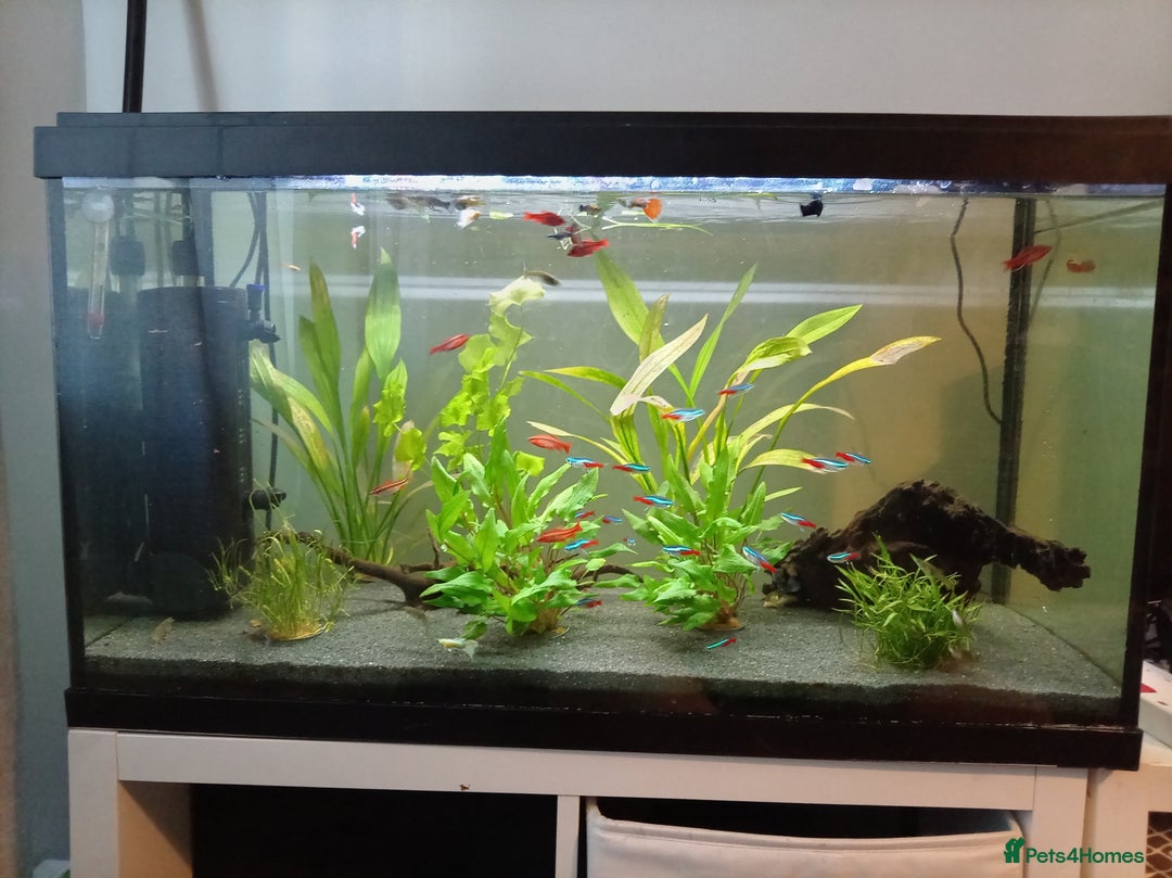 Other/Mixed Breed fish for sale: Fish tank fish and accessories - Image 4