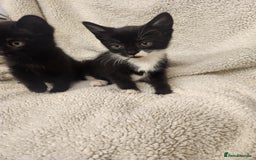 Mixed Breed cats for sale: Kittens for sale  - Image 2
