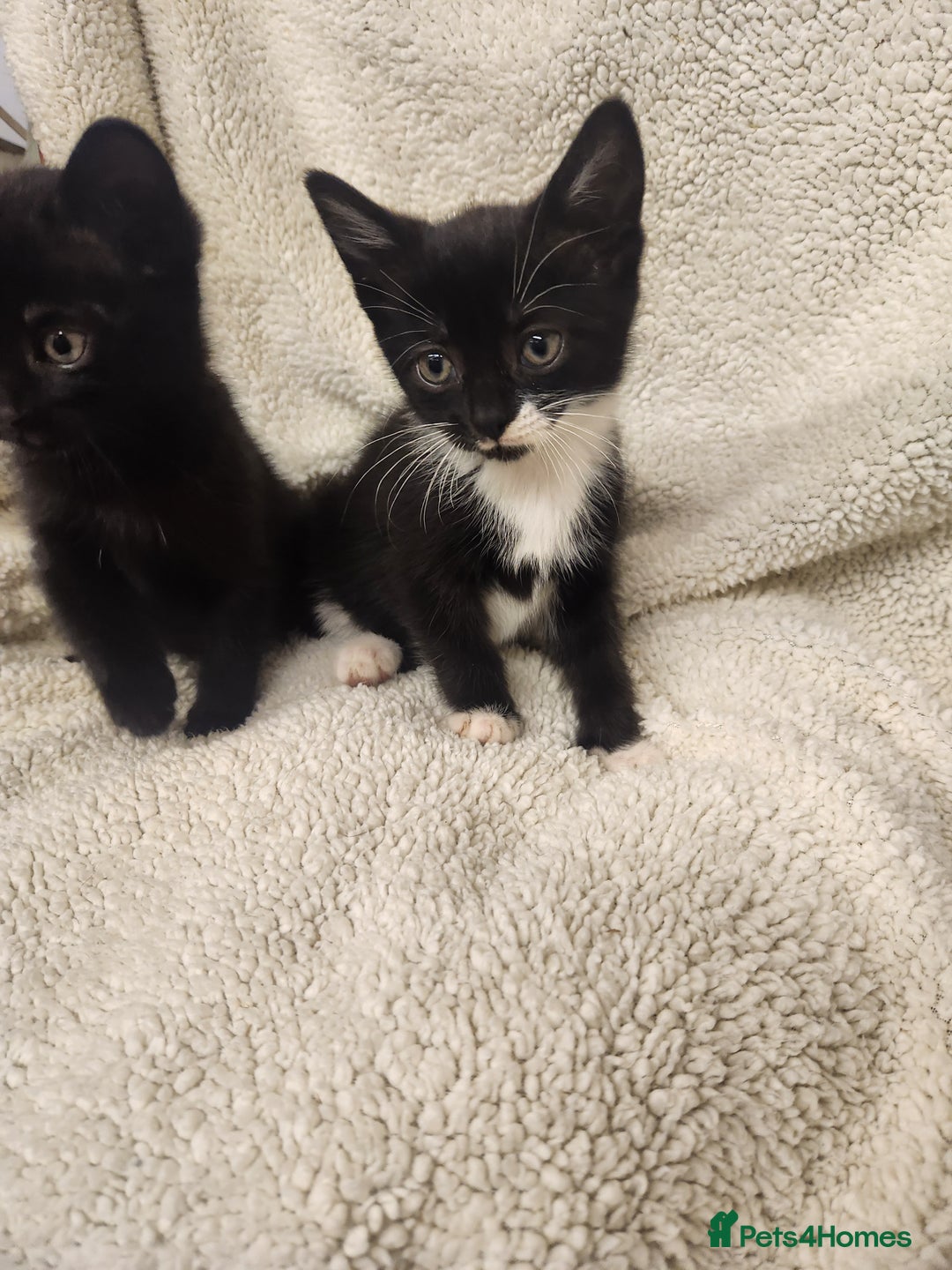 Mixed Breed cats for sale: Kittens for sale  - Image 2