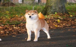 Japanese Shiba Inu dogs for sale: Two super female Japanese shiba inu  - Advert 6