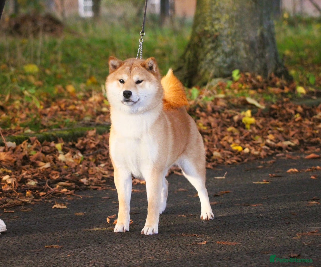 Japanese Shiba Inu dogs for sale: Two super female Japanese shiba inu  - Advert 6