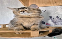 Scottish Fold cats for sale: 2 boys left! TICA registered Scottish Fold - Image 36