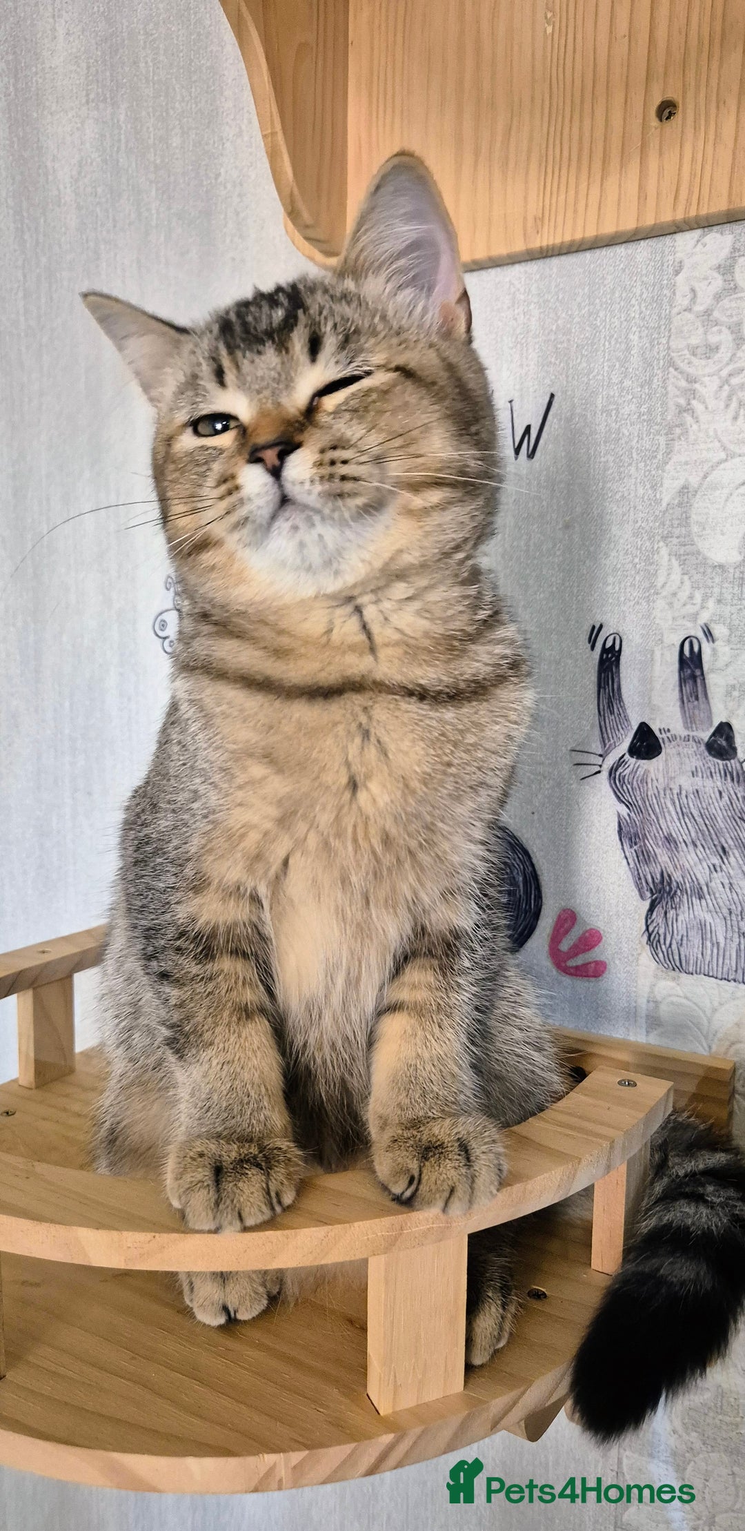 Scottish Fold cats for sale: 2 boys left! TICA registered Scottish Fold - Image 36