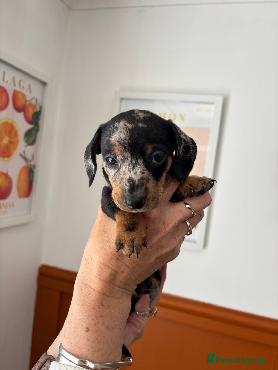 Dachshund dogs for sale: Miniature dachshund puppies  black/tan & 2 dapple  - Image 2