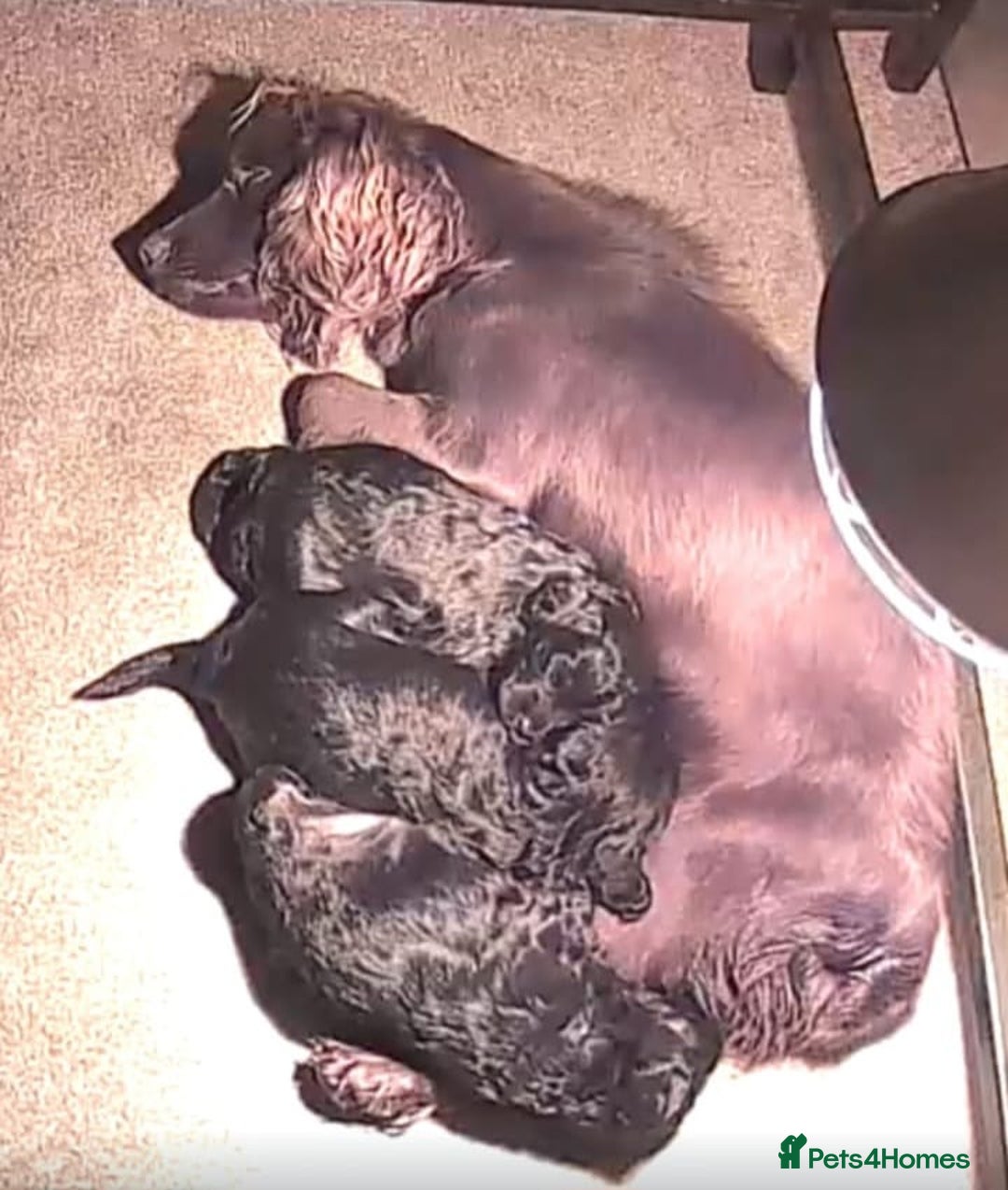 Cockapoo dogs for sale: Adorable f1 cockapoos - Advert 7