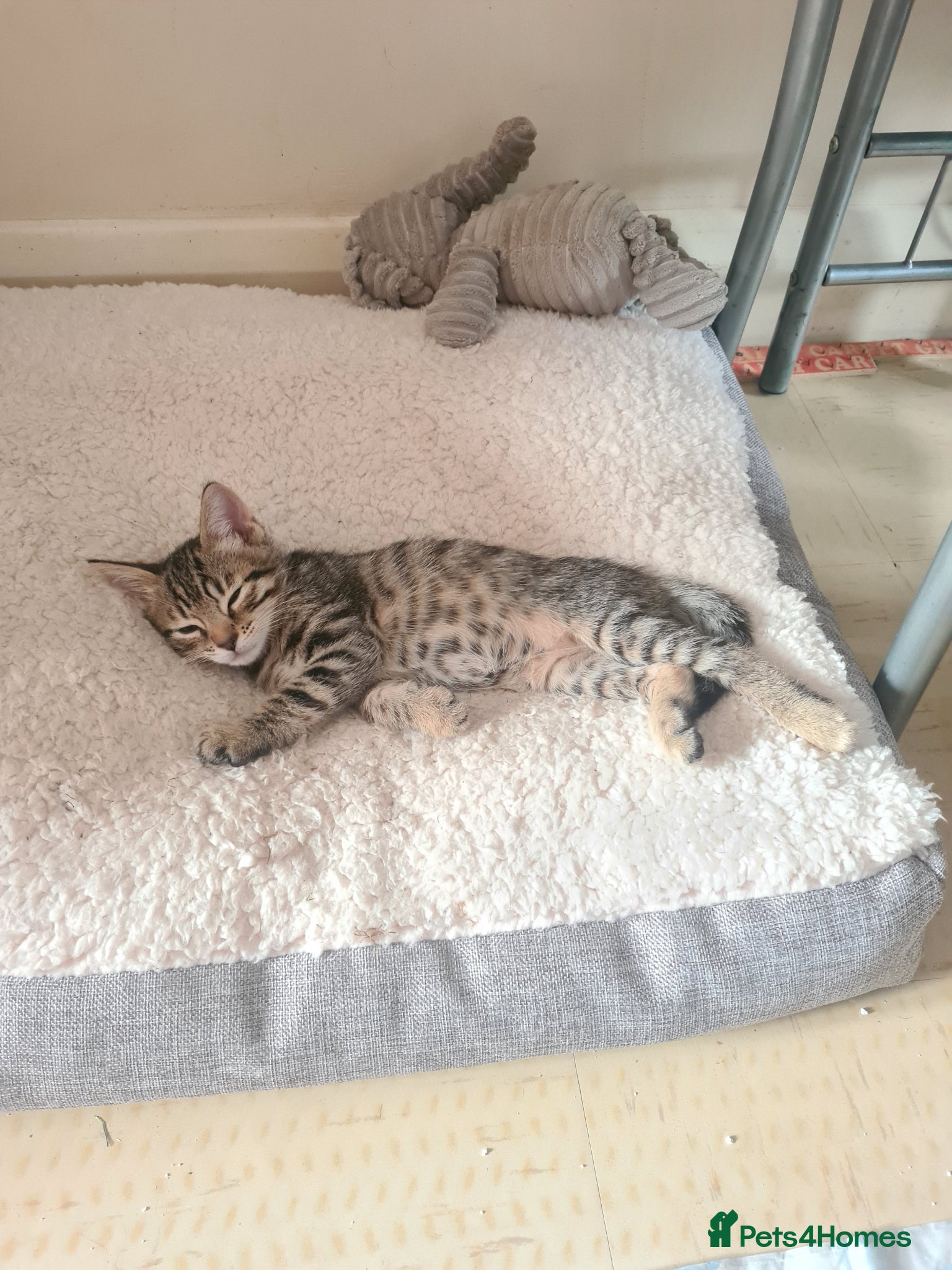 Bengal cats Kittens x bengal  - Advert 11