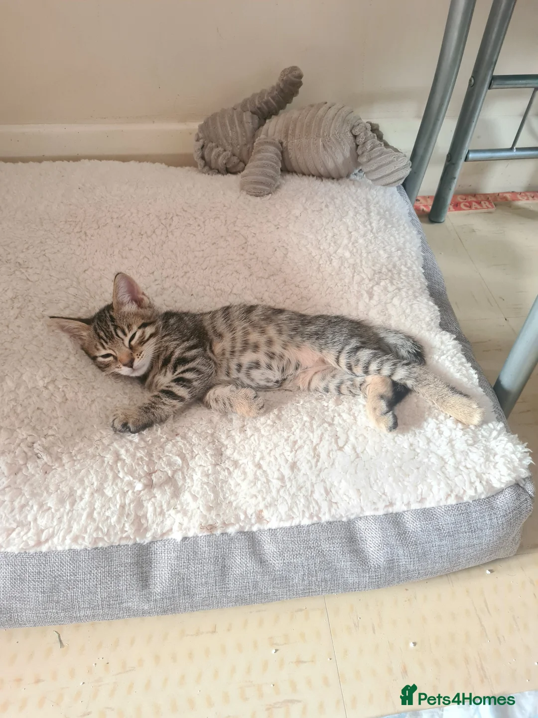 Bengal cats for sale: Kittens x bengal READY TO LEAVE  - Advert 1