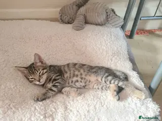Bengal cats Kittens x bengal - Advert 11