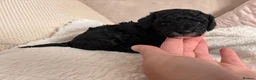 Toy Poodle dogs for sale: READY NOW solid black KC Toy poodle Girl - Advert 13