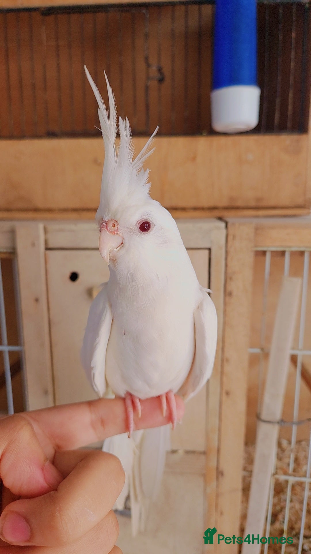 Mixed Breed birds Mixed Breed - Advert 1