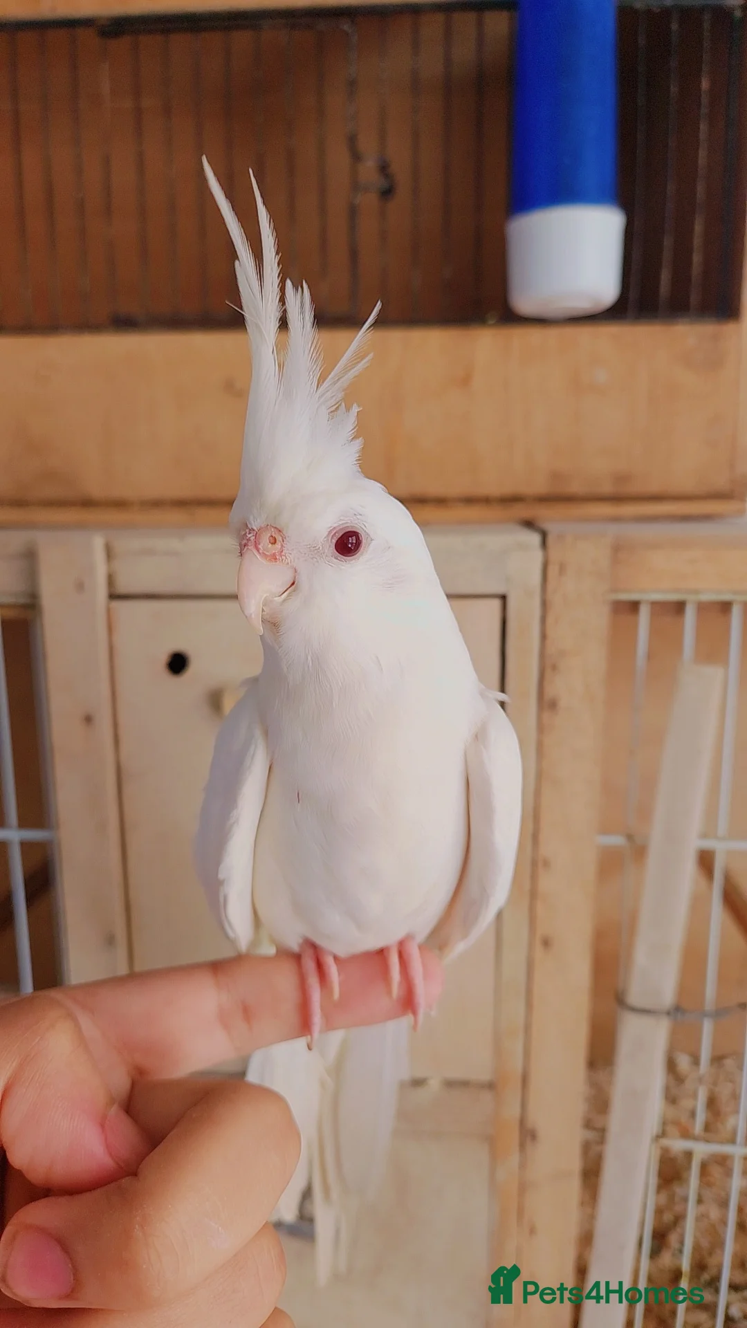 Mixed Breed birds for sale: Mixed Breed - Advert 1