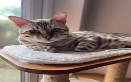 Bengal cats for sale: Beautiful Bengal boy - Image 3