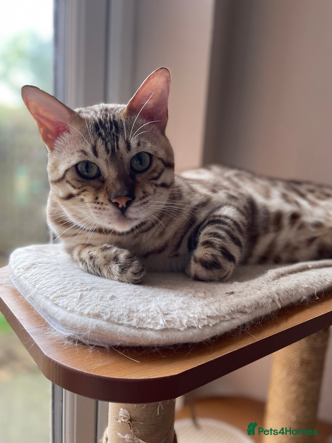 Bengal cats for sale: Beautiful Bengal boy - Image 3