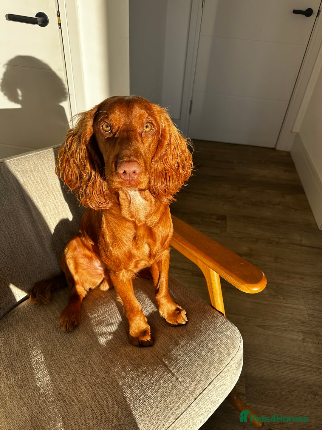 Cocker Spaniel dogs for stud: STUD - Working Cocker Spaniel - Image 12