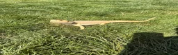 Bearded Dragon reptiles for sale: 1.5 year old friendly Bearded Dragon - Advert 5