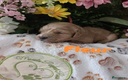 Cavapoo dogs for sale: Cavapoo F1B pups licensed Breeder/health tested  - Image 33