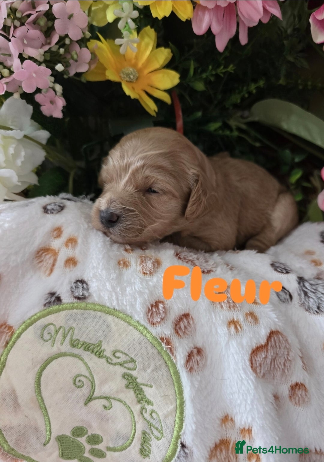 Cavapoo dogs for sale: Cavapoo F1B pups licensed Breeder/health tested  - Image 33