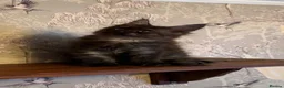 Maine Coon cats for sale: Maine Coon Registered TICA - Advert 9