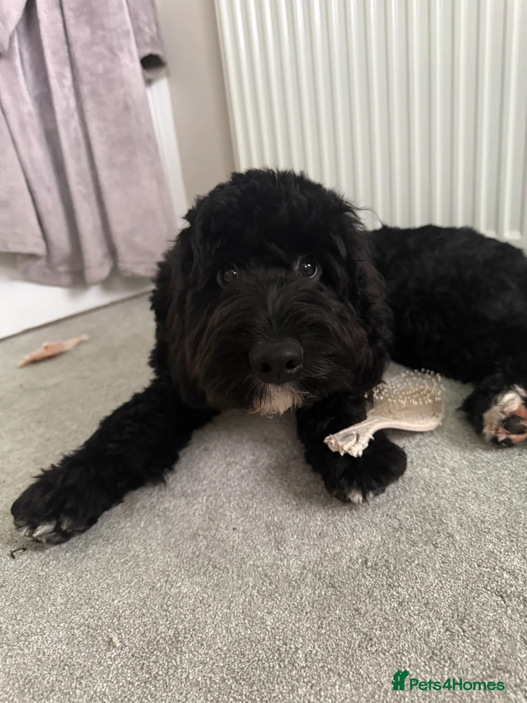Cockapoo dogs for sale: FOR SALE / REHOMING - 8 month old Cockapoo, Milo - Advert 6