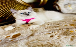 Ragdoll cats for sale: QUALITY GCCF RAGDOLLS KITTENS READY NOW  - Image 36