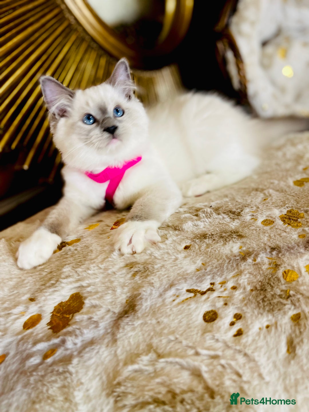 Ragdoll cats for sale: QUALITY GCCF RAGDOLLS KITTENS READY NOW  - Image 36
